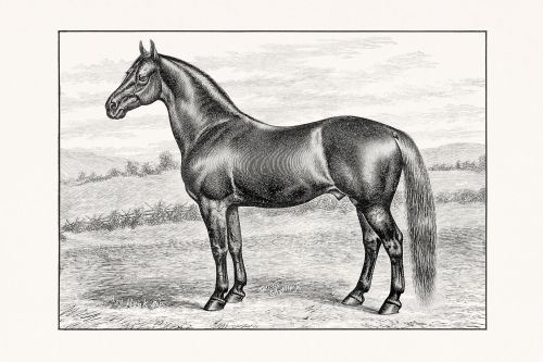 iStock 2183141187 thoroughbred resized